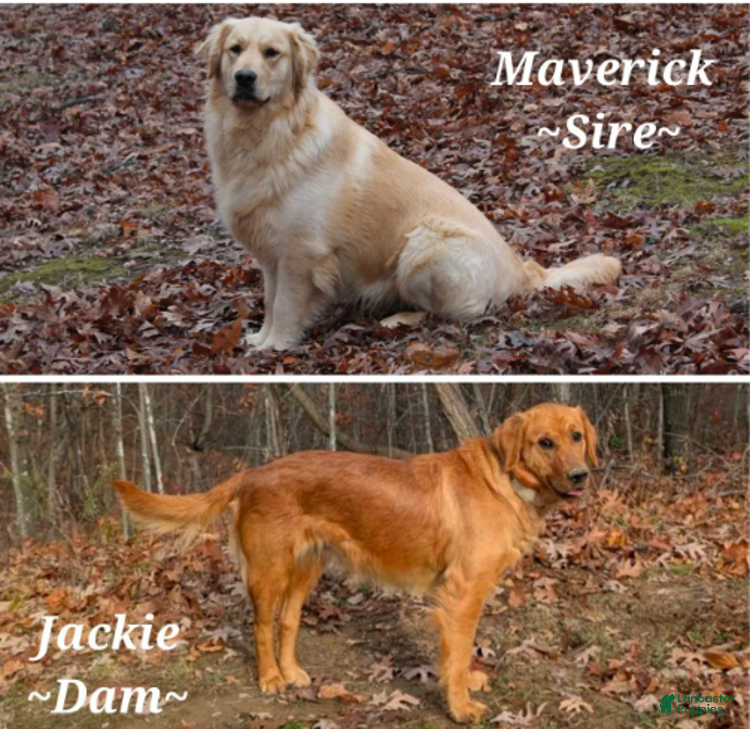 Golden Retriever dogs for sale: Bella - Ad 2