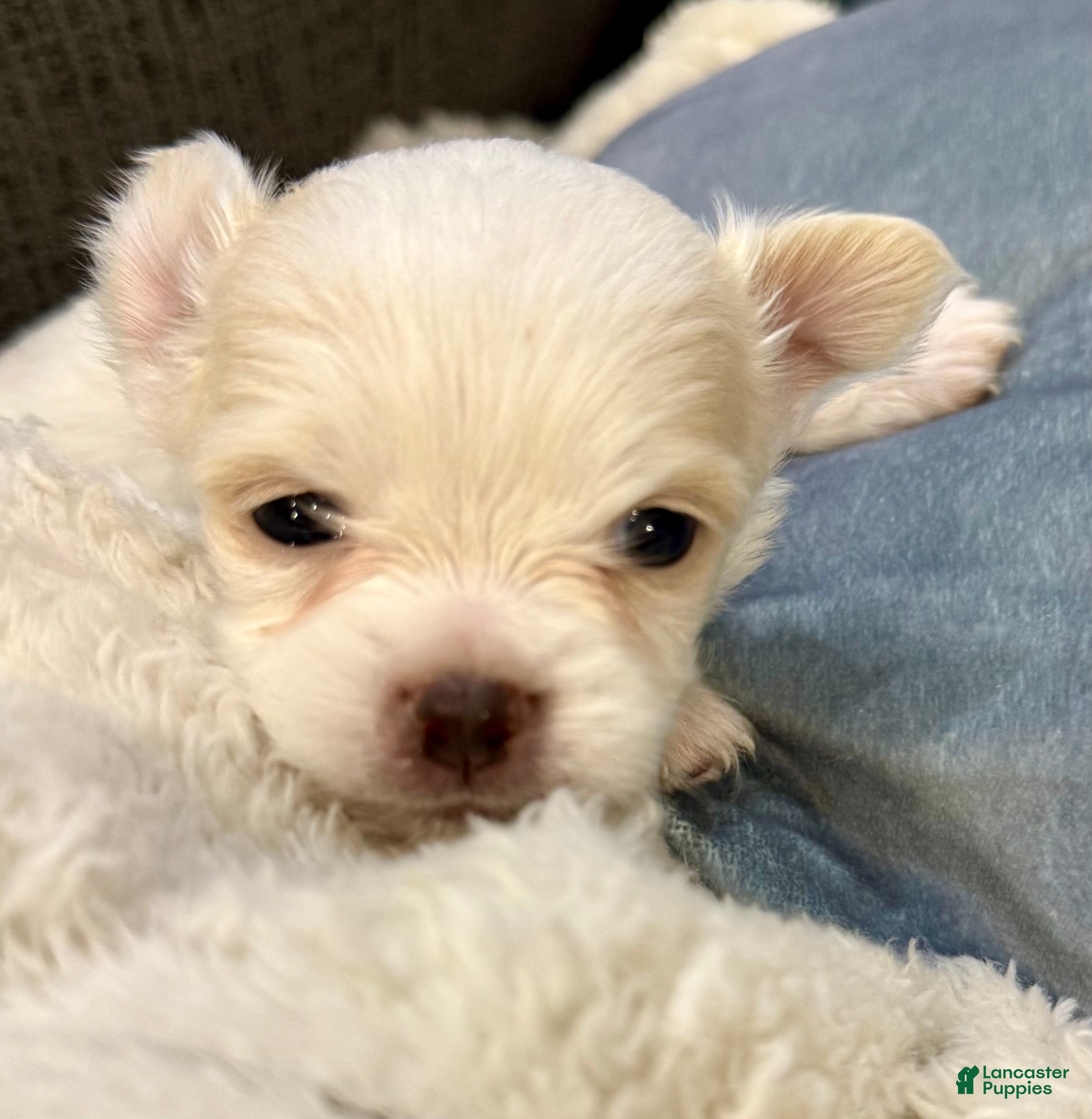 Chihuahua dogs Ice - Ad 1