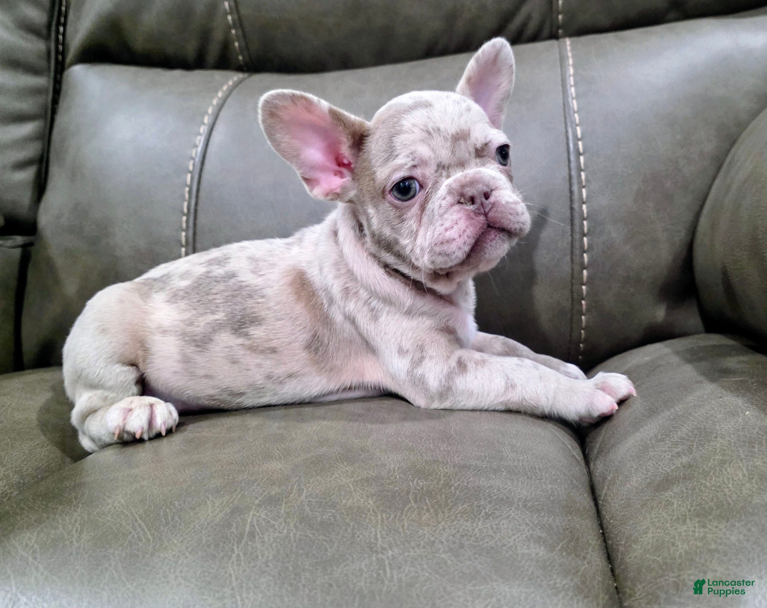 French Bulldog dogs Stark - Ad 1