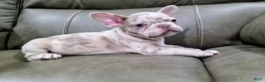 Stark