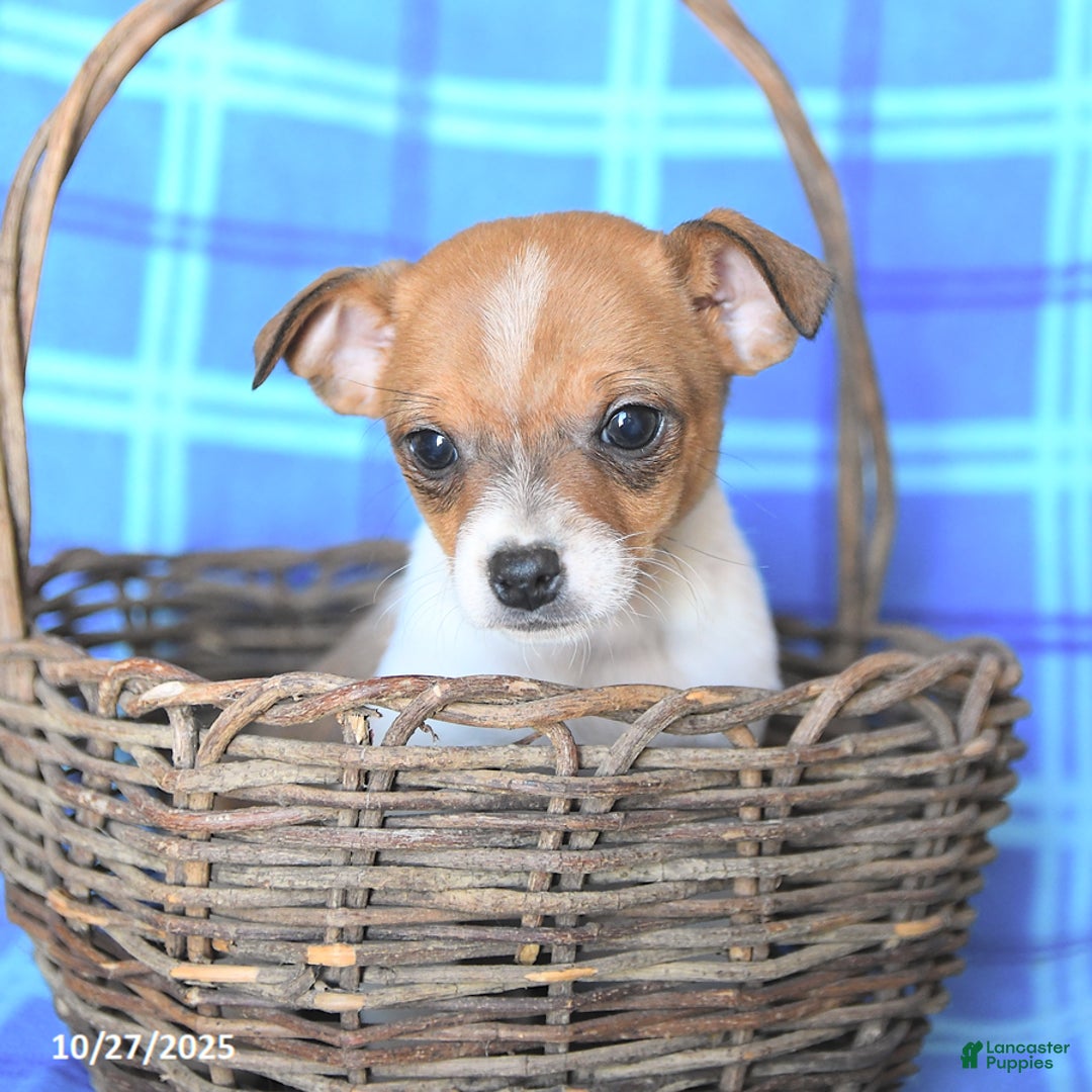 Chihuahua dogs for sale: Pepper - Ad 4