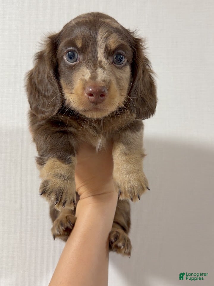 Miniature Dachshund dogs Miniature Dachshund Puppy 5 - Ad 16