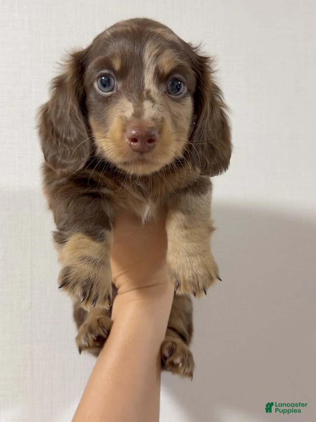 Miniature Dachshund dogs for sale: Miniature Dachshund Puppy 5 - Ad 1