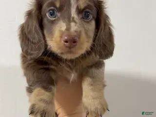 Miniature Dachshund dogs Miniature Dachshund Puppy 5 - Ad 14