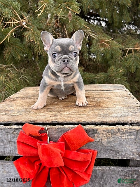 French Bulldog dogs Reese - Ad 13