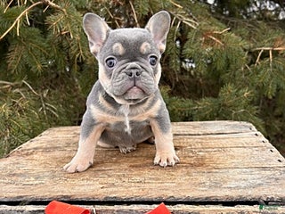 French Bulldog dogs Reese - Ad 25