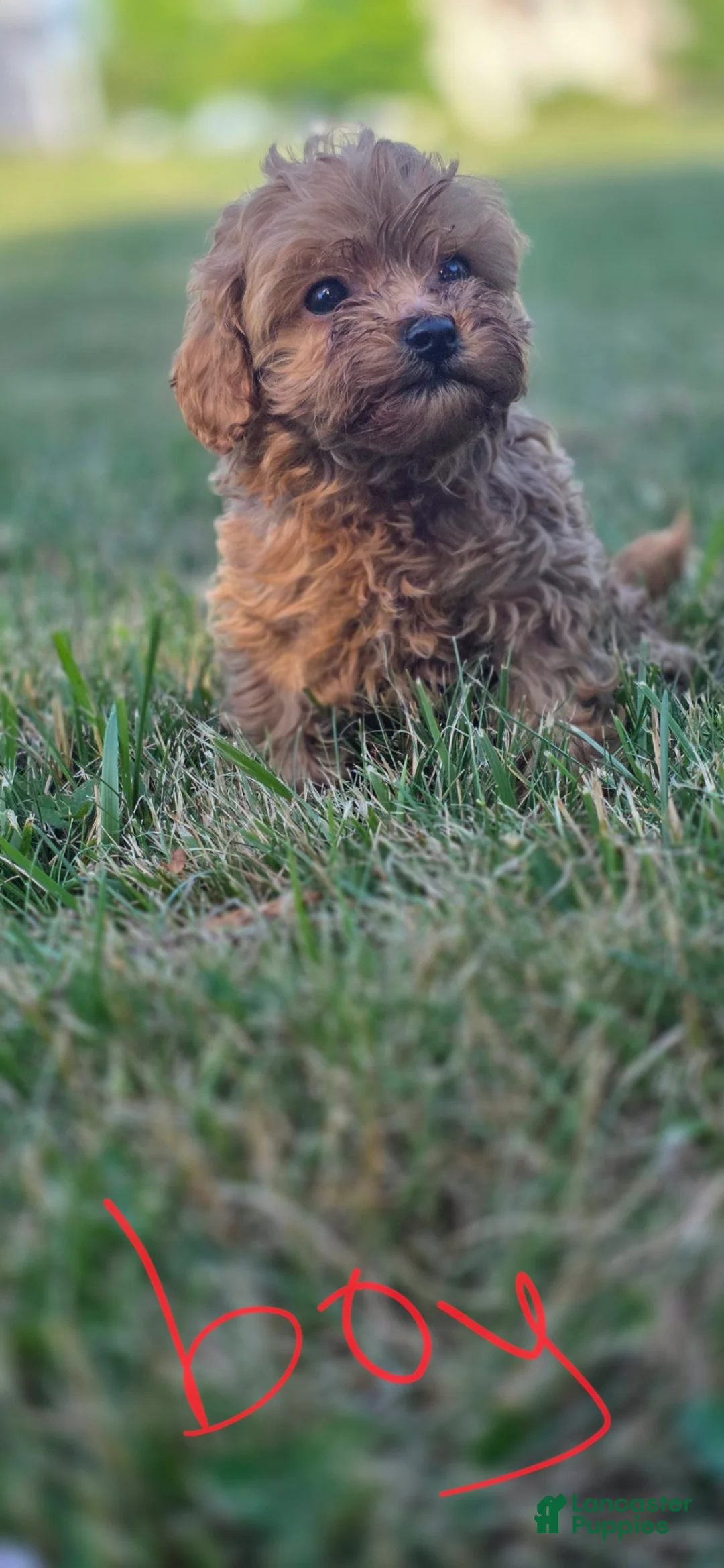 Maltipoo dogs for sale: Charlie - Ad 1
