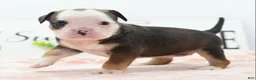 Mixed Breed dogs for sale: Queen - Ad 21