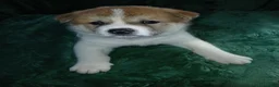 Akita dogs for sale: Cypress - Ad 10