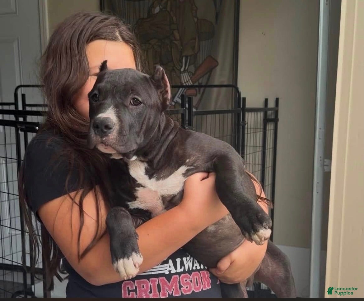 American Bully dogs American Bully 3 - Ad 1