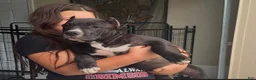 American Bully dogs for sale: American Bully 3 - Ad 1