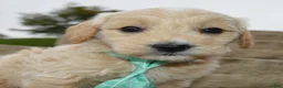 Mini Goldendoodle dogs for sale: Mini George - Ad 5