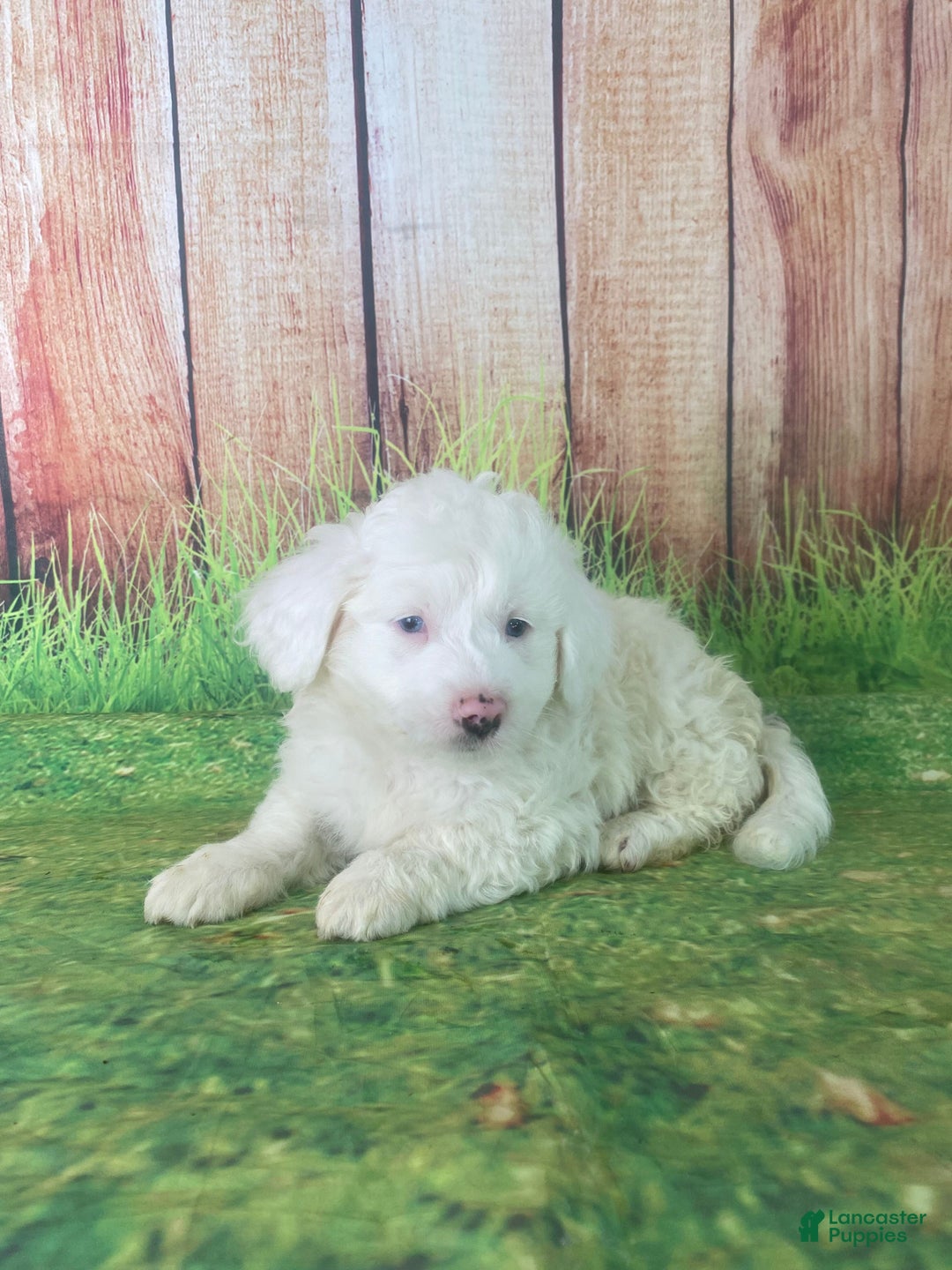 Mini Aussiedoodle dogs for sale: Gianna - Ad 4