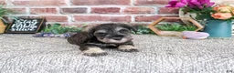 Miniature Schnauzer dogs for sale: Libby - Ad 3