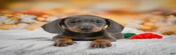 Miniature Dachshund dogs for sale: Dallas - Ad 13