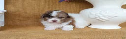 Toy Poodle dogs for sale: Dylan - Ad 4