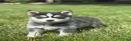 Pomsky dogs for sale: Sawyer - Ad 2
