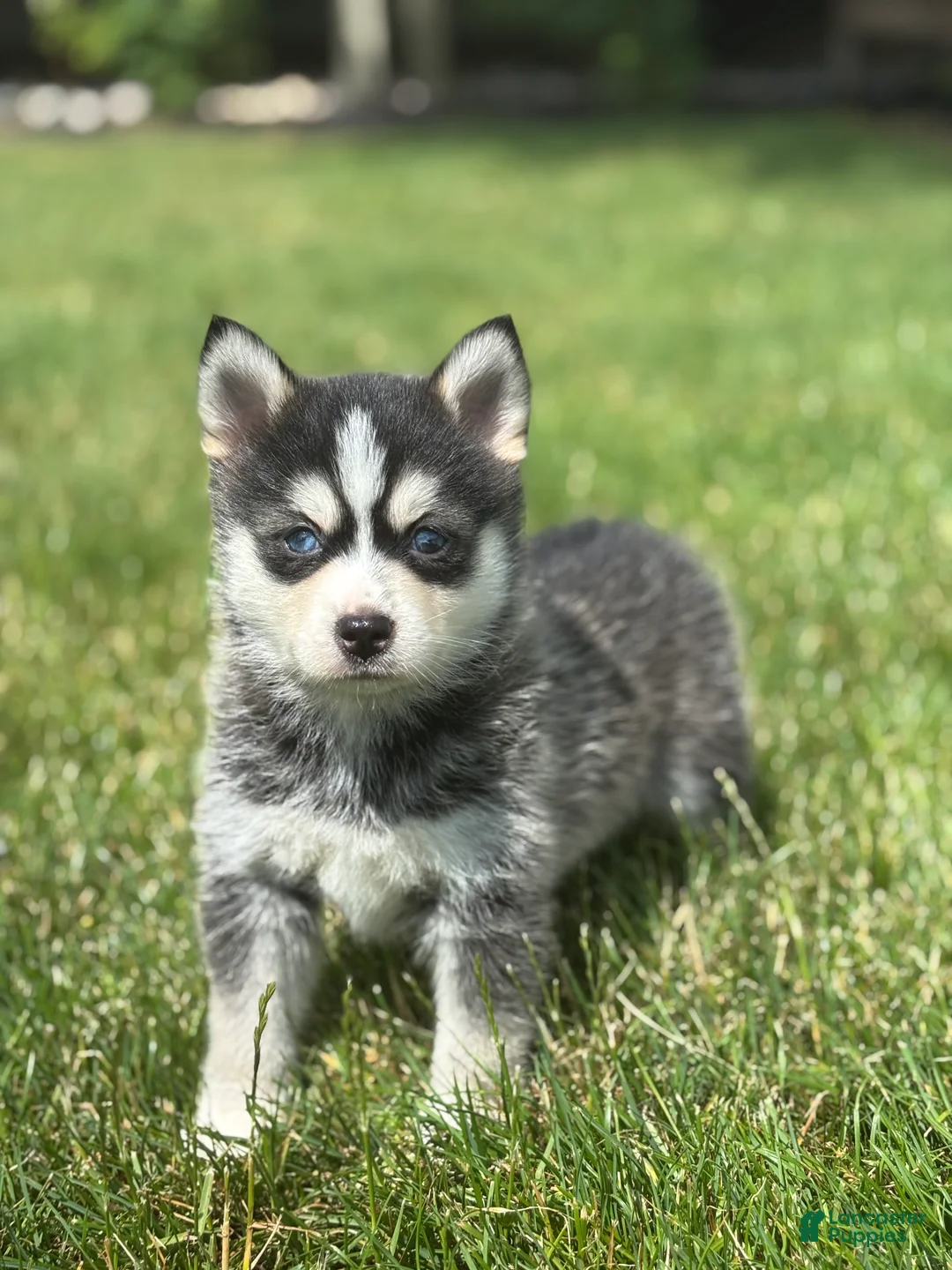 Pomsky dogs for sale: Sawyer - Ad 2