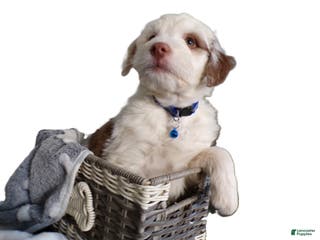 Mini Aussiedoodle dogs Mini Aussie-doodle Puppy 3 Marla - Ad 32