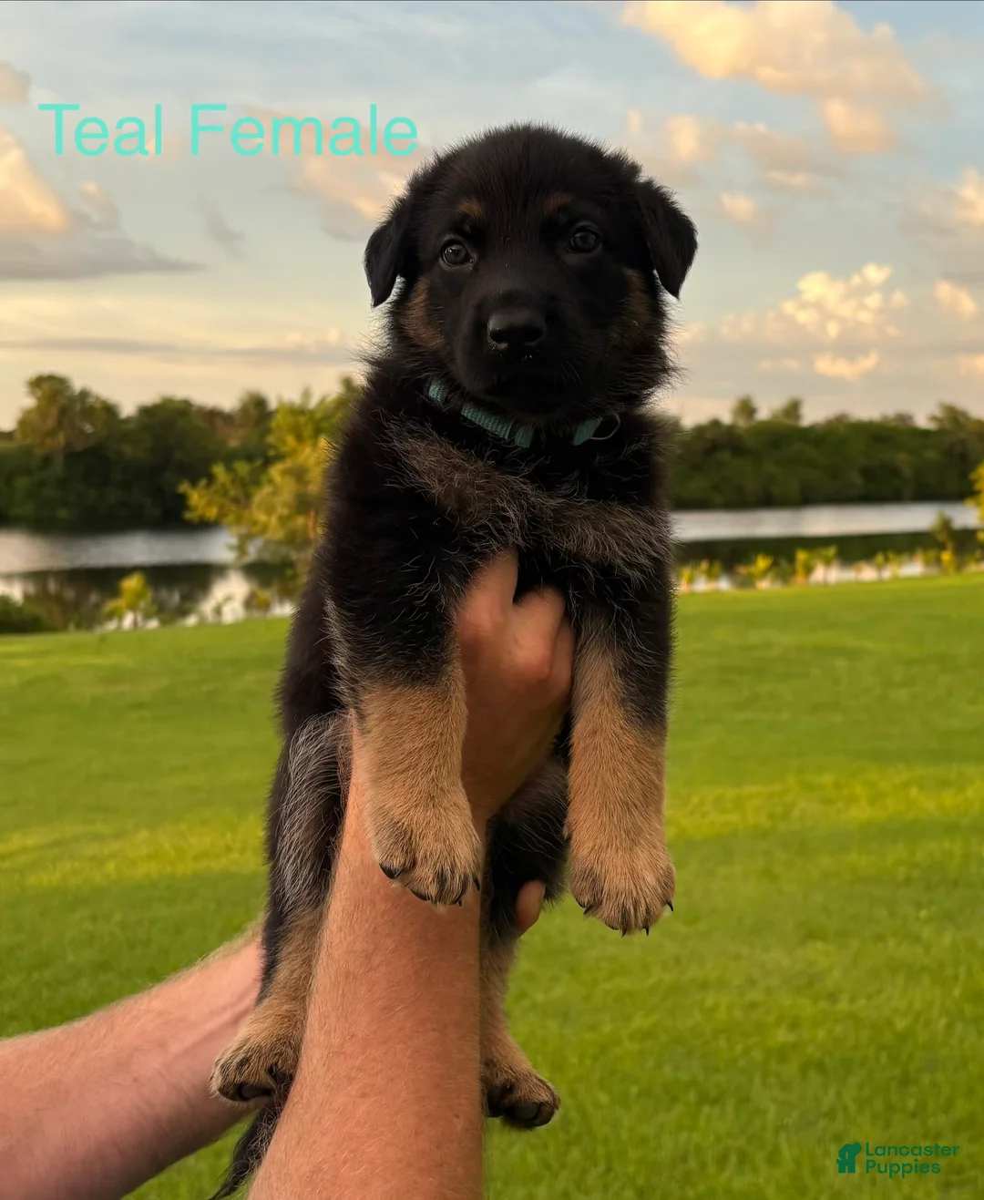 German Shepherd dogs for sale: Rosalina - Ad 2