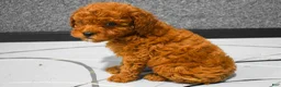 Miniature Poodle dogs for sale:   Logan🐶 - Ad 4