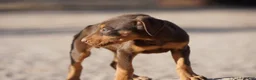 Doberman Pinscher dogs for sale: Sara F 1 - Ad 5
