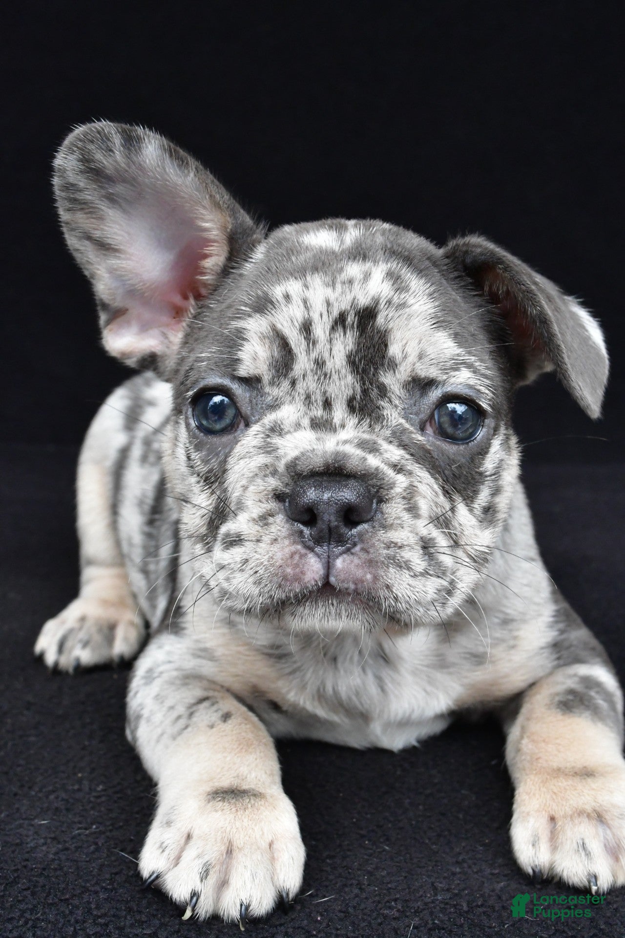 French Bulldog dogs duke - Ad 1