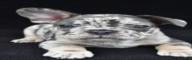 duke