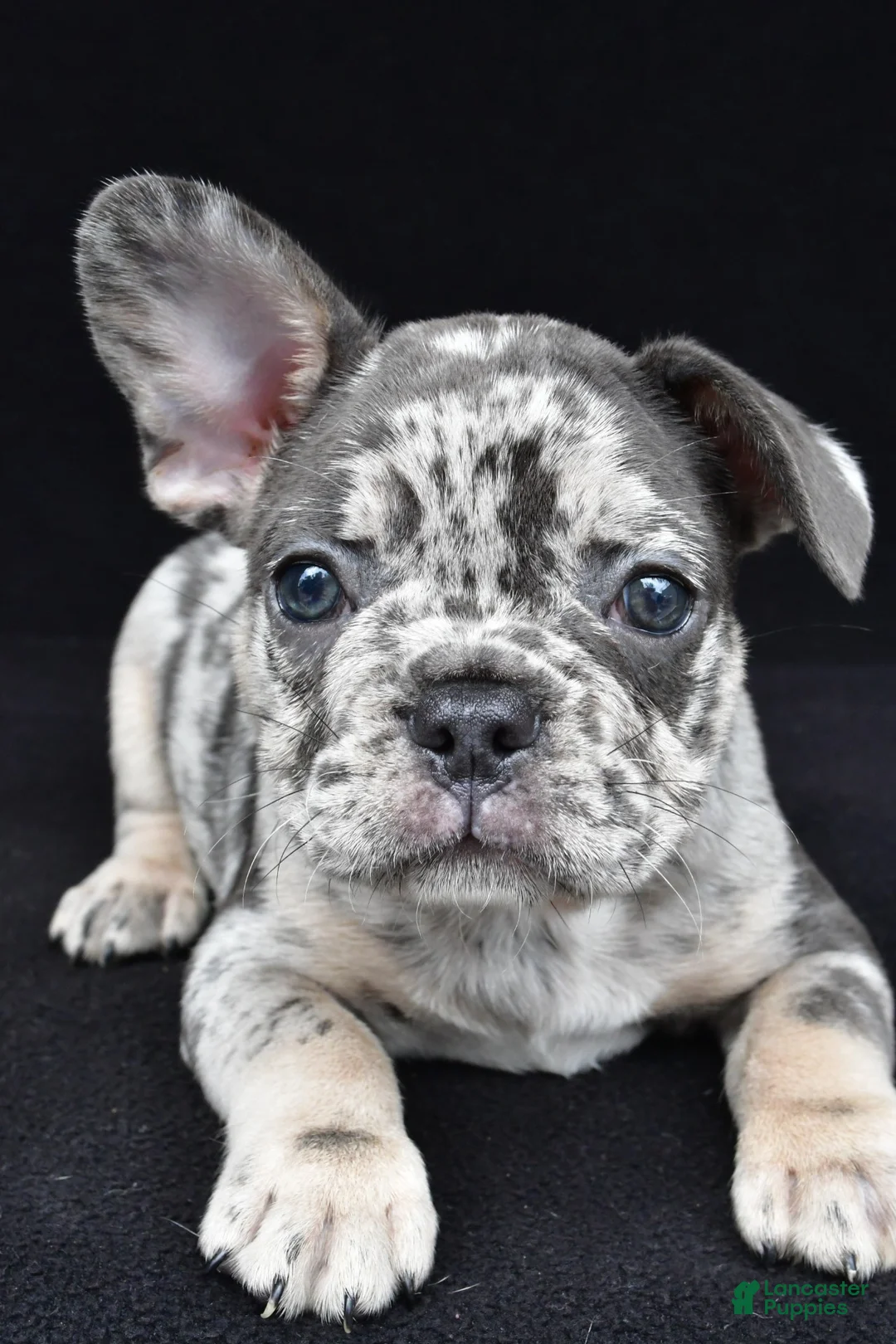 French Bulldog dogs for sale: duke - Ad 1