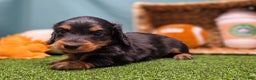Dachshund dogs for sale: Annie - Ad 2