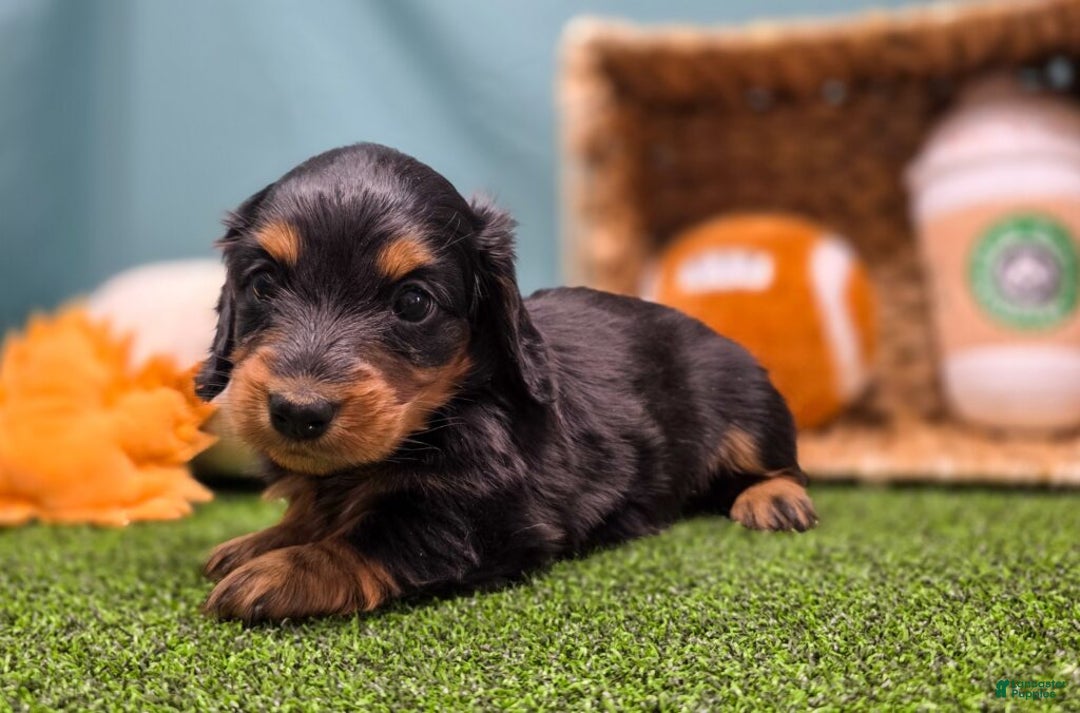 Dachshund dogs for sale: Annie - Ad 2