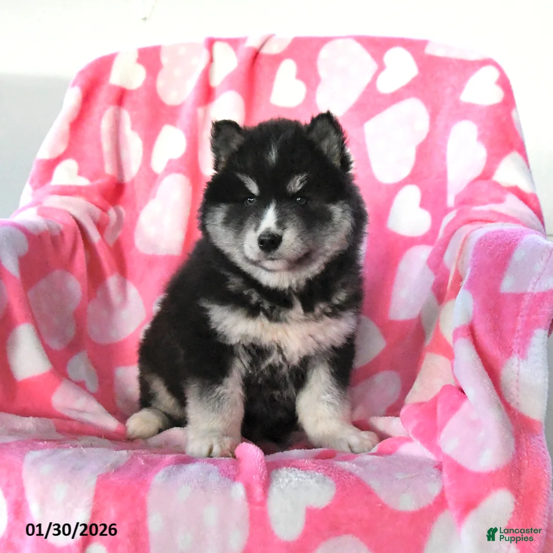 Pomsky dogs for sale: Sage - Ad 5