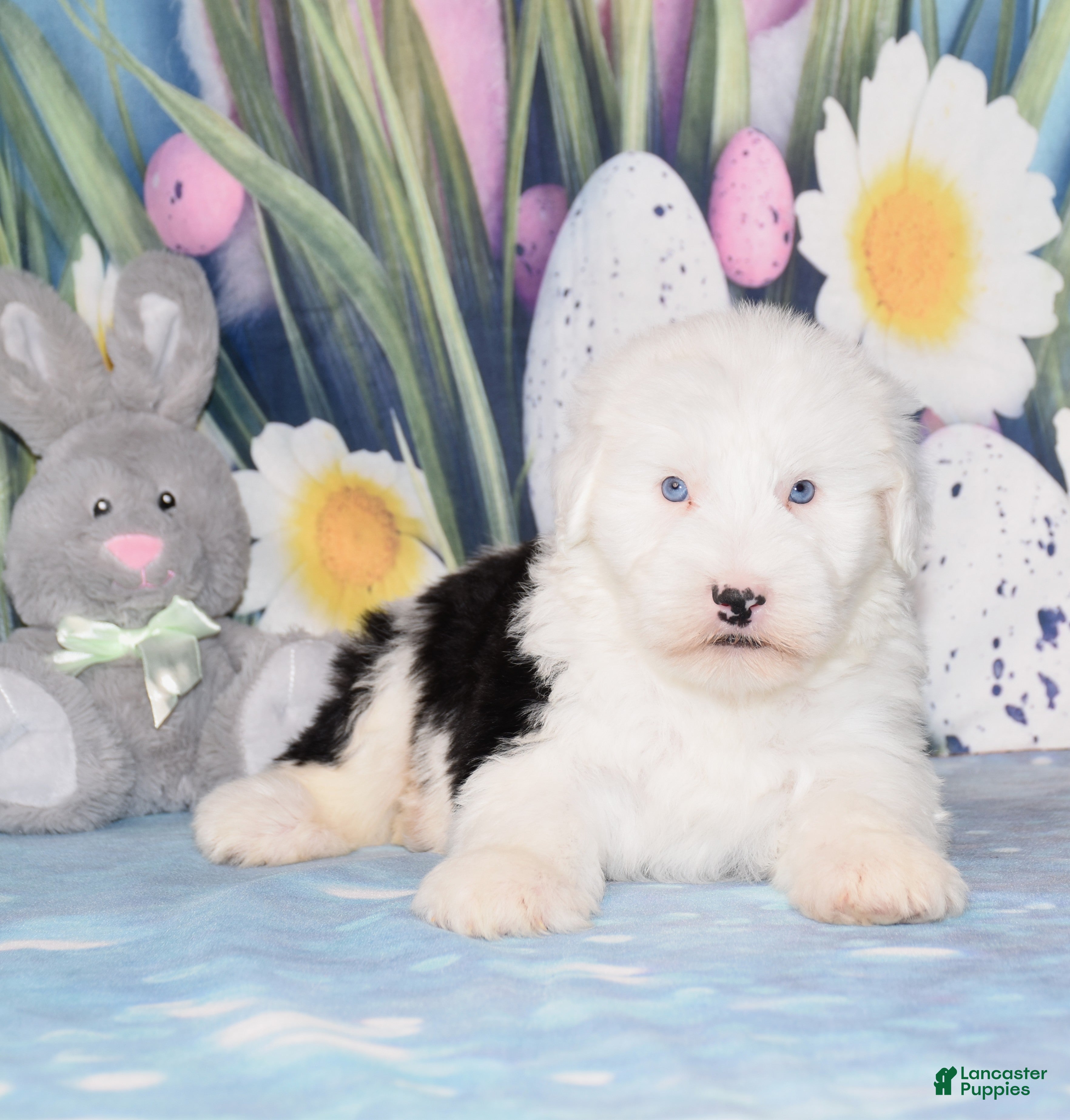 Old English Sheepdog dogs Tango - 2blue eyes - Ad 2