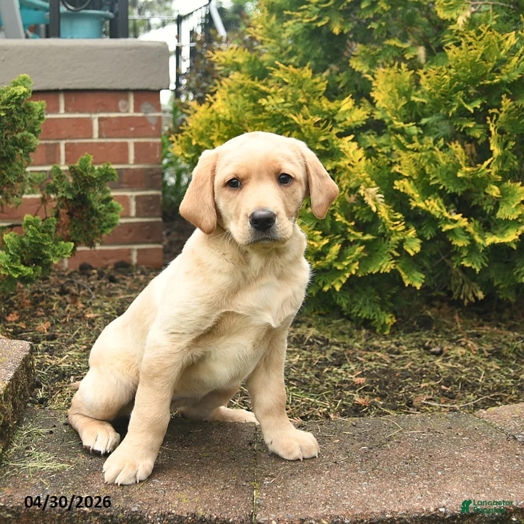 Labrador Retriever dogs for sale: Cindy  - Ad 2
