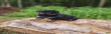 German Shepherd 1 Timba