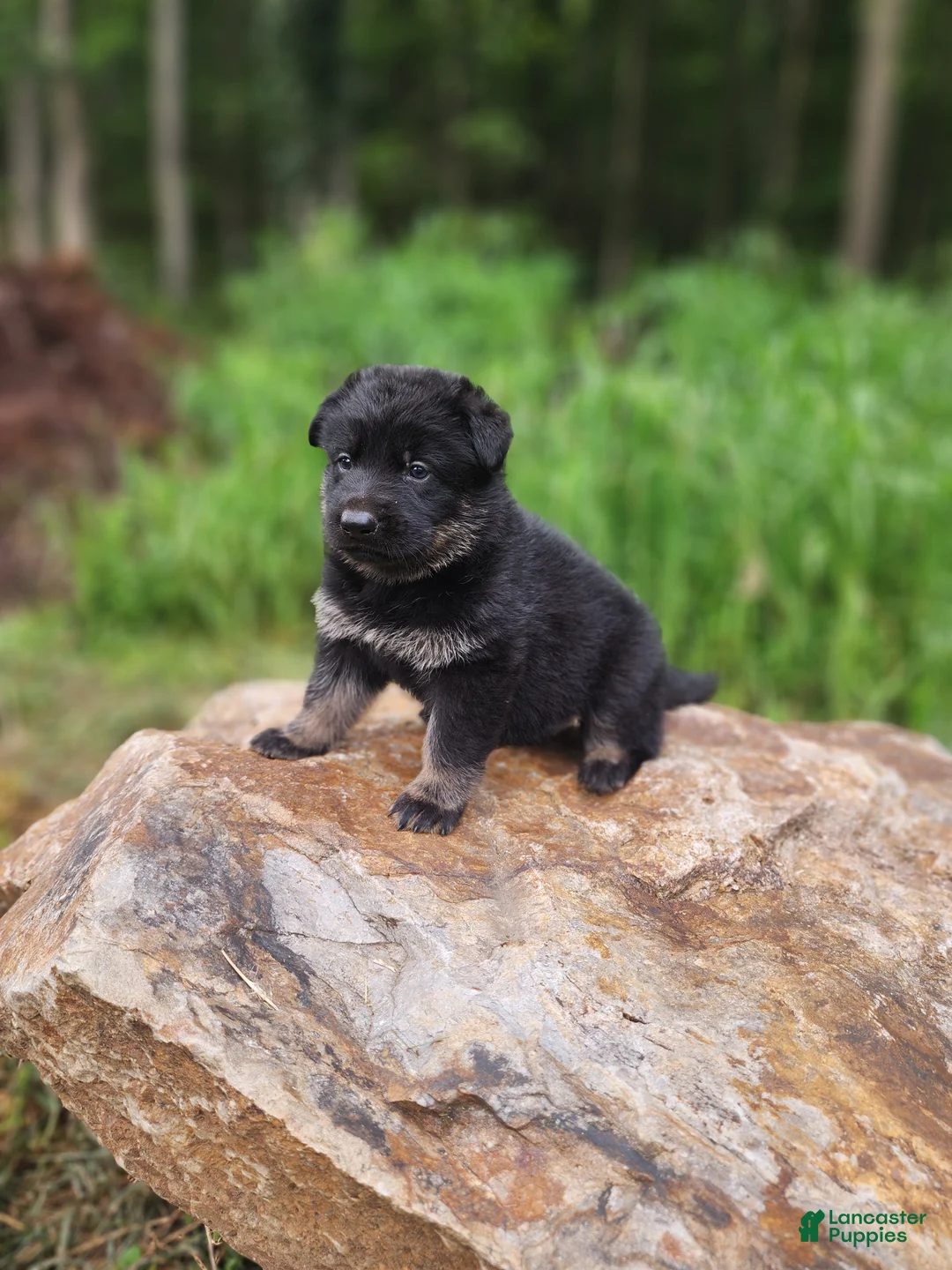 German Shepherd dogs for sale: German Shepherd 1 Timba - Ad 1