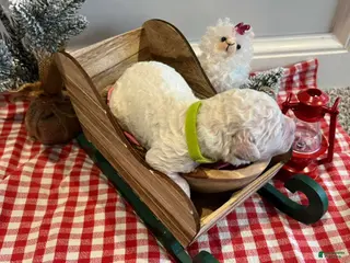 Goldendoodle dogs Tofu - Ad 9