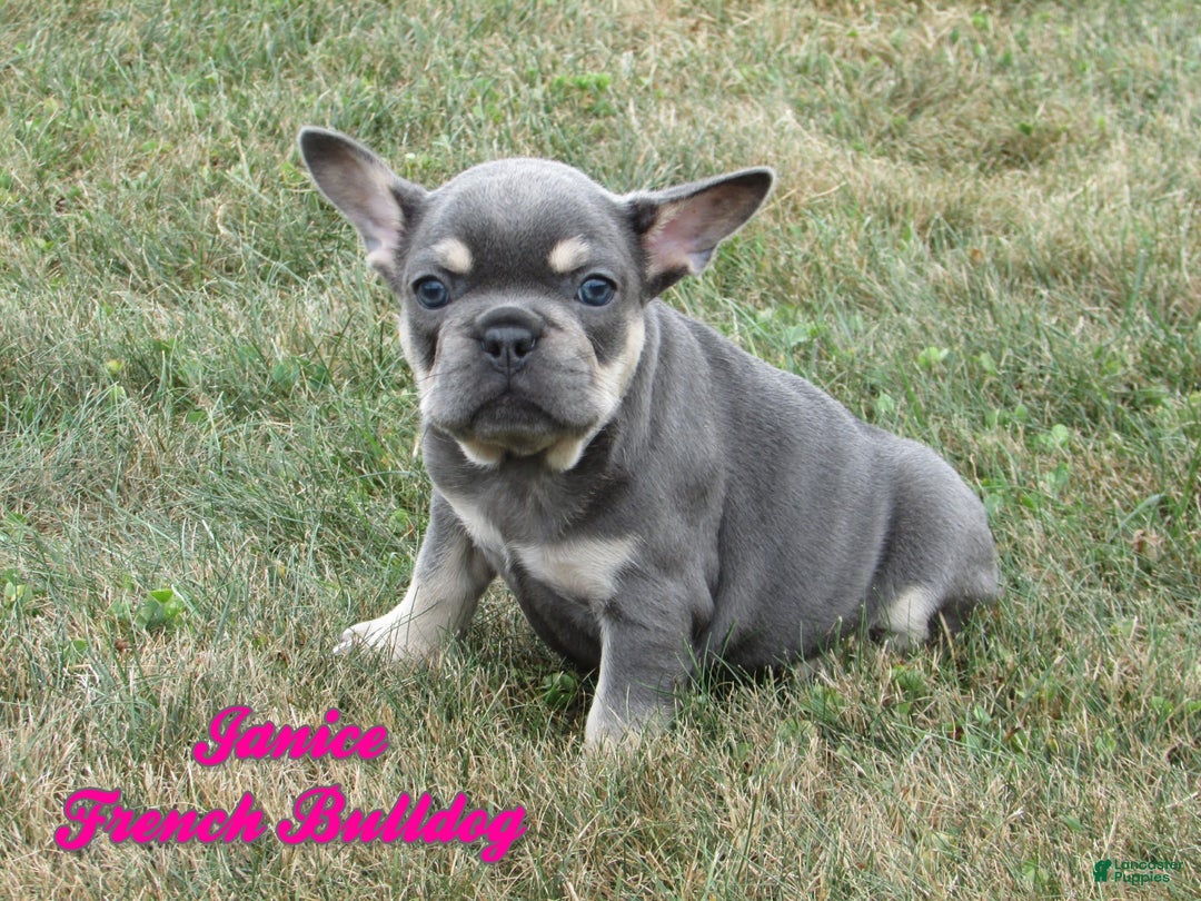 French Bulldog dogs for sale: Janice - Ad 1