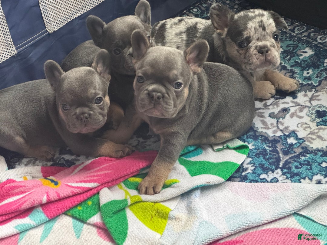 French Bulldog dogs for sale: French Bulldog Puppy 2 - Ad 2