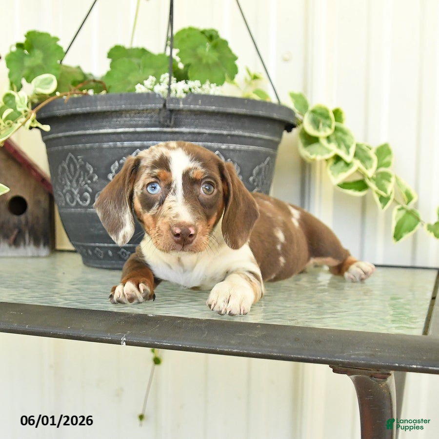 Dachshund dogs for sale: Lilac - Ad 2