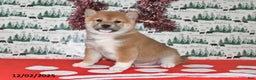 Shiba Inu dogs for sale: Merle - Ad 1