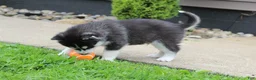 Siberian Husky dogs for sale: Thunder - Ad 3
