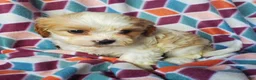 Cavachon dogs for sale: Lucy  - Ad 3