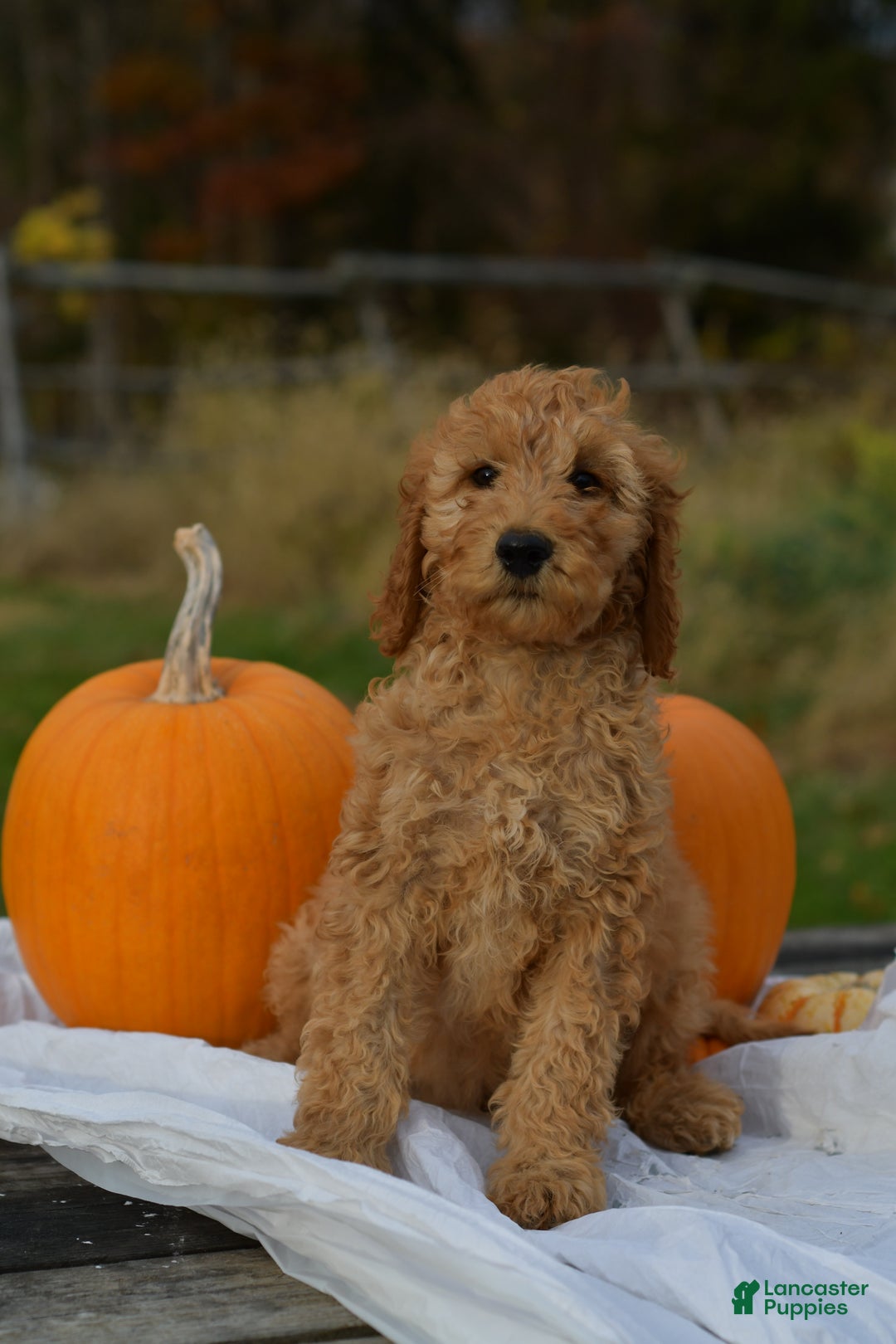 Standard Poodle dogs for sale: Charlie - Ad 6