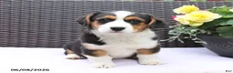 Mixed Breed dogs for sale: Caeser - Ad 5