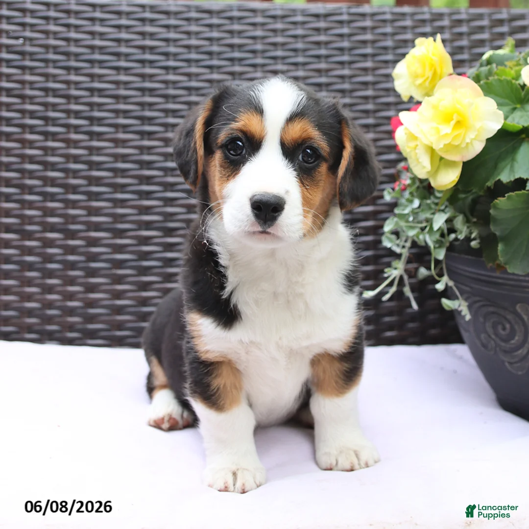 Mixed Breed dogs for sale: Caeser - Ad 5