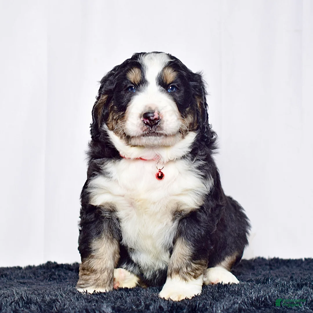 Bernedoodle dogs for sale: Mr. Sailor - Ad 1