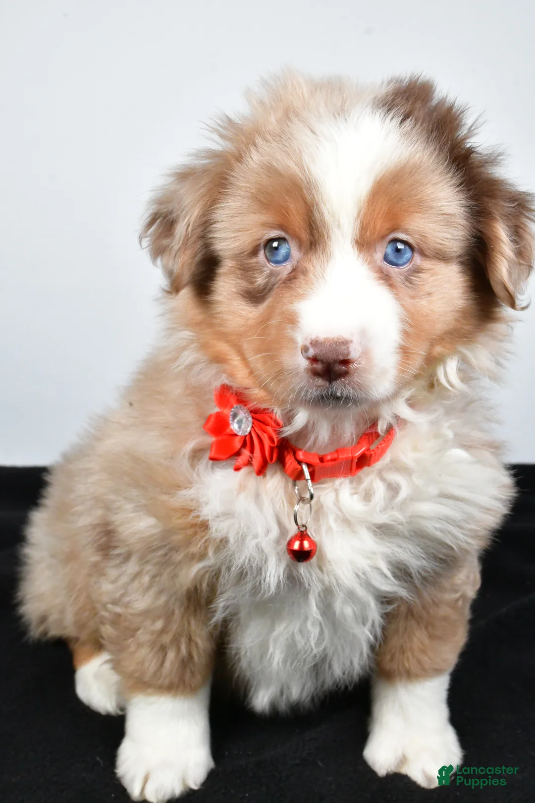 Miniature Australian Shepherd dogs for sale: Ruby - Ad 9