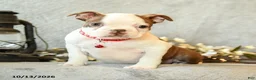 Boston Terrier dogs for sale: Chocolate - Ad 2