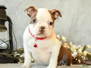 Boston Terrier dogs Chocolate - Ad 2